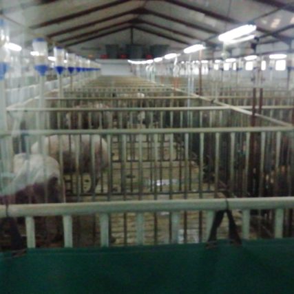 tecnogenext 8 copia Tecnogenext tecnogenext tecnogenext,inseminación artificial de ibérico