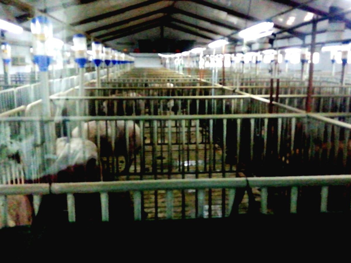 tecnogenext 8 copia boost Tecnogenext