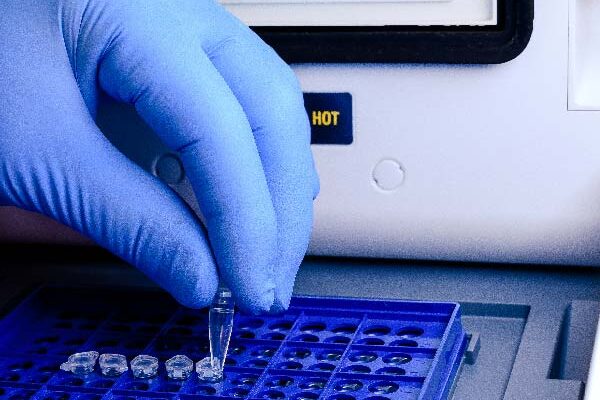 analisis pcr Tecnogenext tecnogenext tecnogenext,inseminación artificial de ibérico